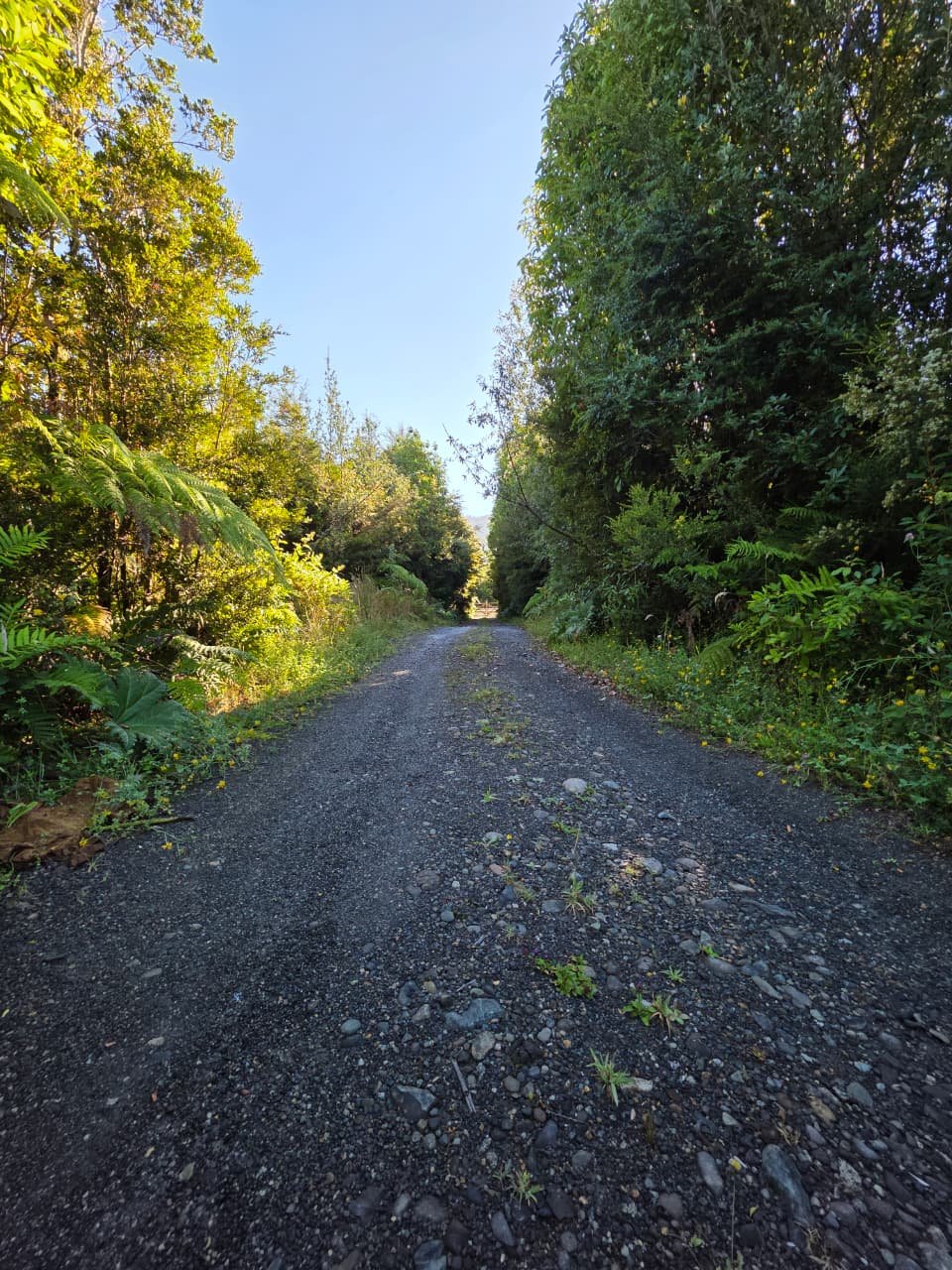 Camino entre bosque