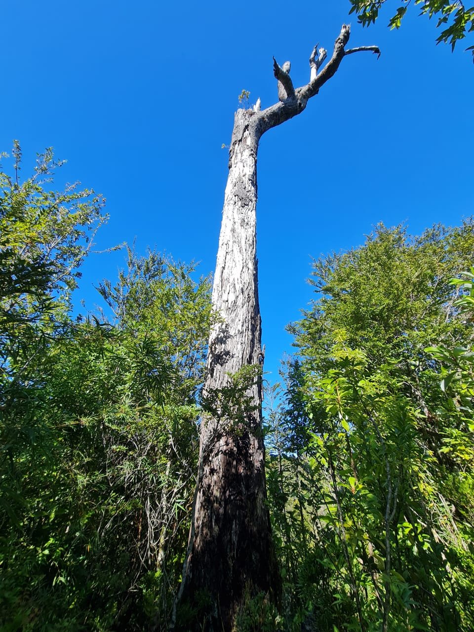 Árbol nativo centenario